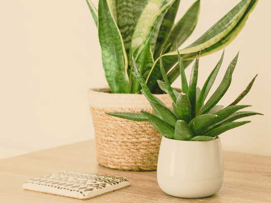 Quali sono le migliori piante da appartamento per purificare l'aria?